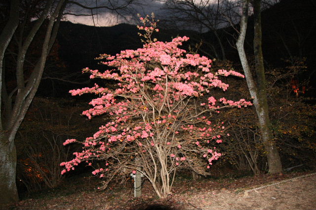 e0064133_0152910.jpg