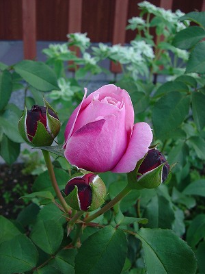 f0205733_17513116.jpg