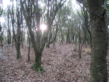 c0077338_724268.jpg