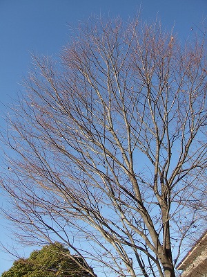f0068649_1548312.jpg