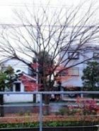 c0019551_105575.jpg