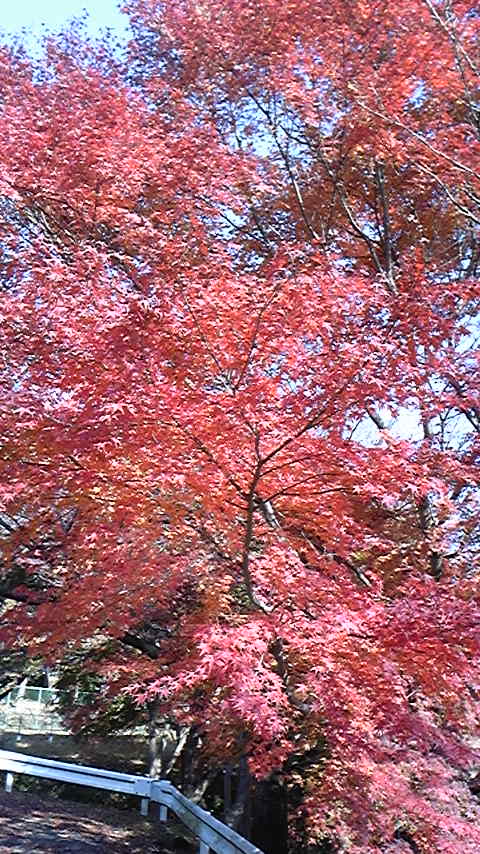 c0206177_856585.jpg