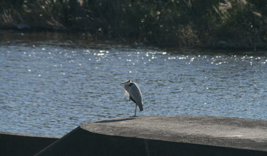 e0100589_2214474.jpg