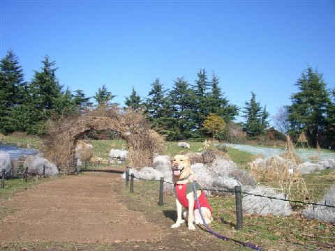 e0046305_15453776.jpg
