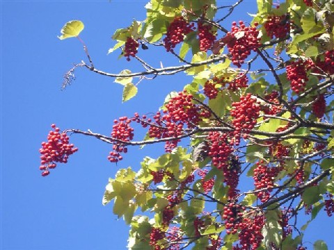e0046305_15535335.jpg