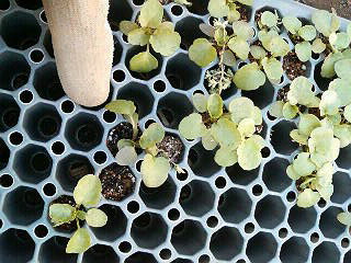 f0127408_2314198.jpg