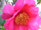 c0073536_11574947.jpg