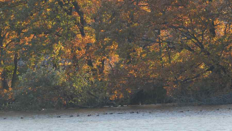 c0172139_10522645.jpg