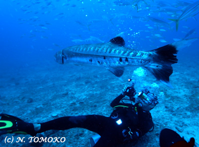 e0027447_1553760.jpg
