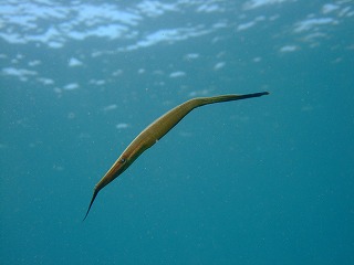 f0176156_18514169.jpg