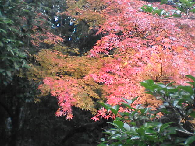 c0069380_17235576.jpg