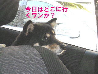 c0185516_143659.jpg