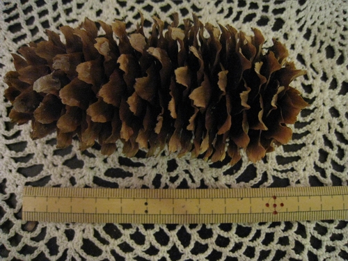 b0168830_1264681.jpg
