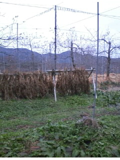 d0010039_12392119.jpg