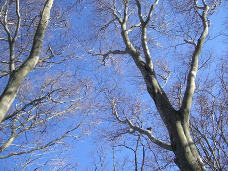 e0110940_1375869.jpg