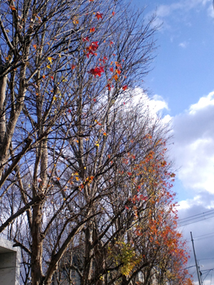 c0050264_110815.jpg