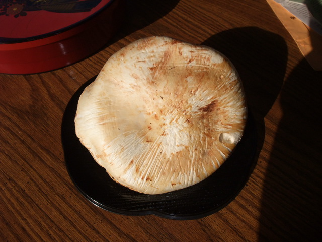 c0115366_702082.jpg