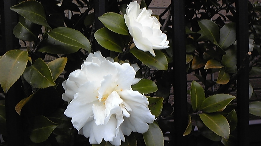 c0202870_13123368.jpg