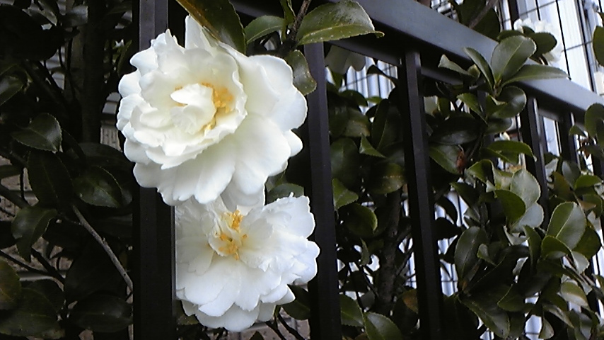 c0202870_13124614.jpg