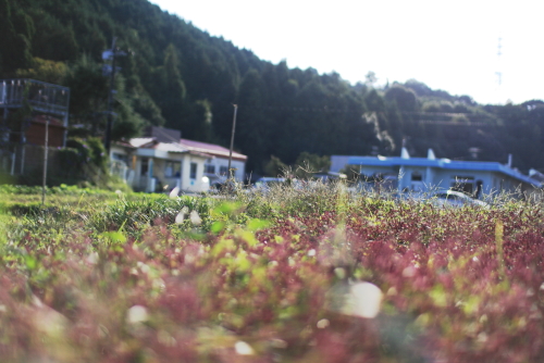 f0093592_21445130.jpg