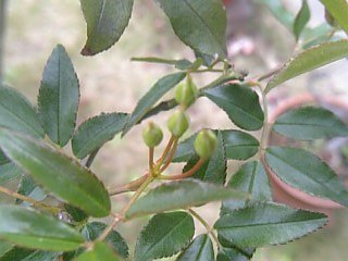 e0098908_2128738.jpg