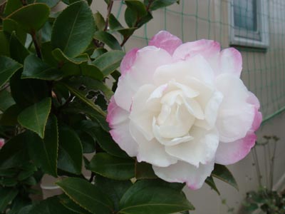a0019212_2358587.jpg