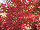 e0181546_1038688.jpg