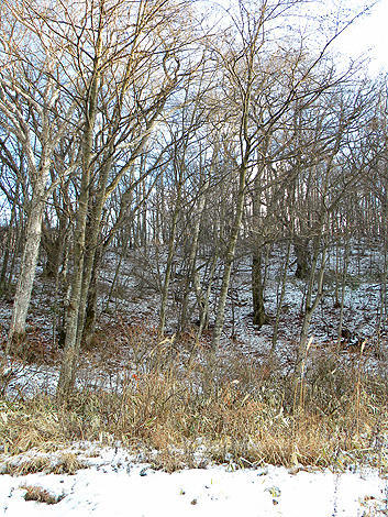 a0001354_1955763.jpg