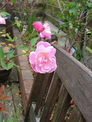 c0212214_141812.jpg