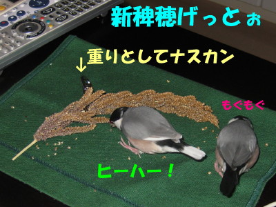 b0158061_20411658.jpg