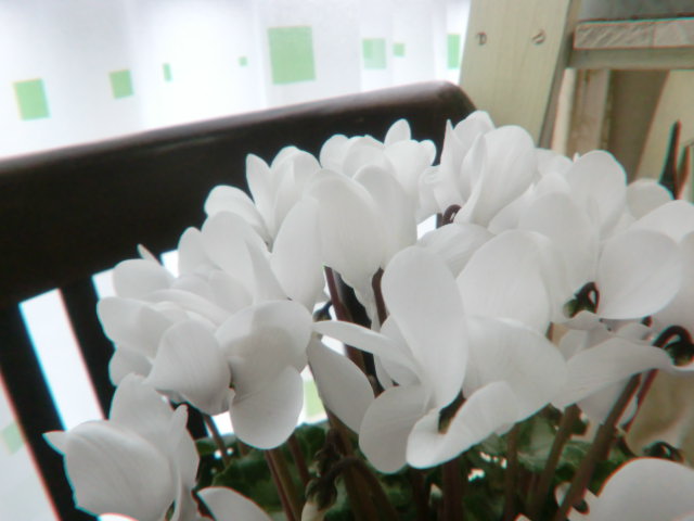 b0145865_12323100.jpg