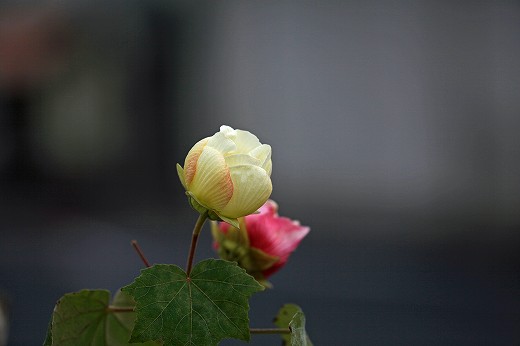 e0190885_20101093.jpg