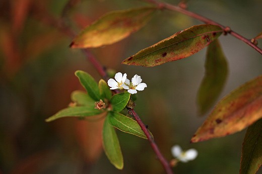 e0190885_20112294.jpg