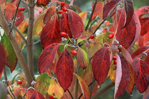 e0190885_20121357.jpg