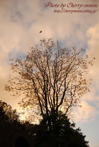 c0156789_20431678.jpg