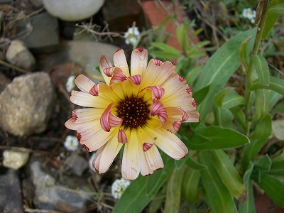 c0117007_171353.jpg