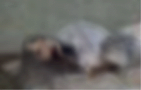 e0103408_1358363.gif