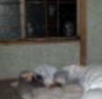 e0103408_1358434.gif