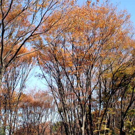 c0011009_1348318.jpg