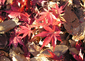 c0048023_16315296.jpg