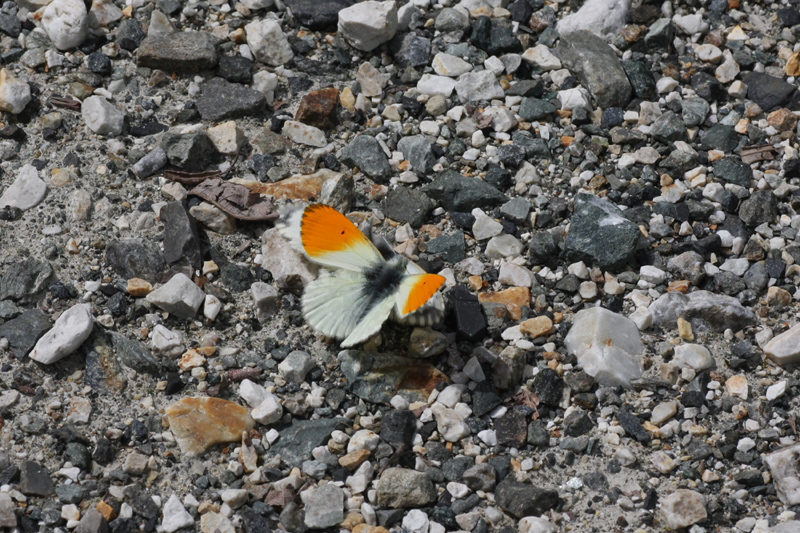 d0054625_19462834.jpg