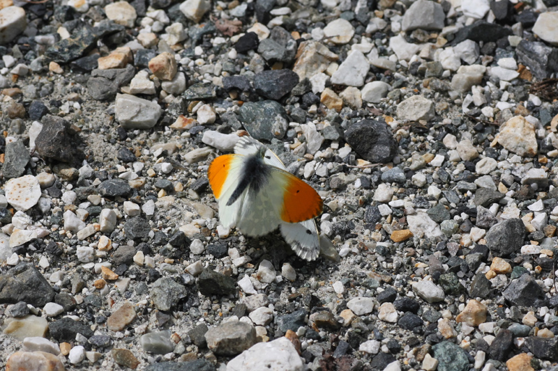 d0054625_19534688.jpg