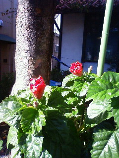 a0110441_100955.jpg