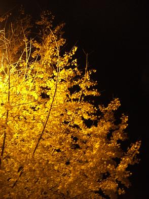 a0124543_2165863.jpg
