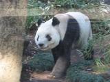 panda.JPG