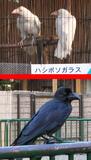 karasu.JPG