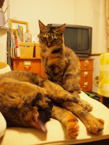 c0136217_0313789.jpg