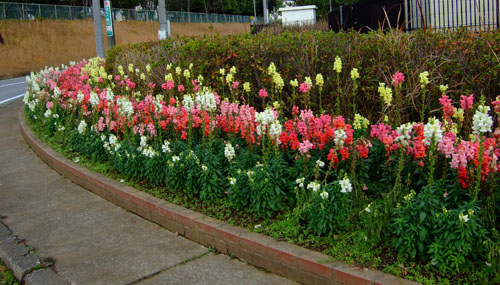 f0147025_21435455.jpg