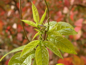 c0034029_14123615.jpg