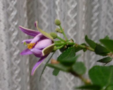 d0093936_17444543.jpg